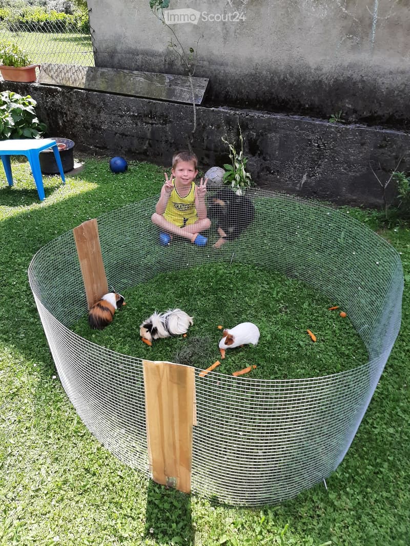 A fenced outdoor area with grass, containing three guinea pigs, a child, a blue ball, a soccer ball, a small blue table, and some potted plants.