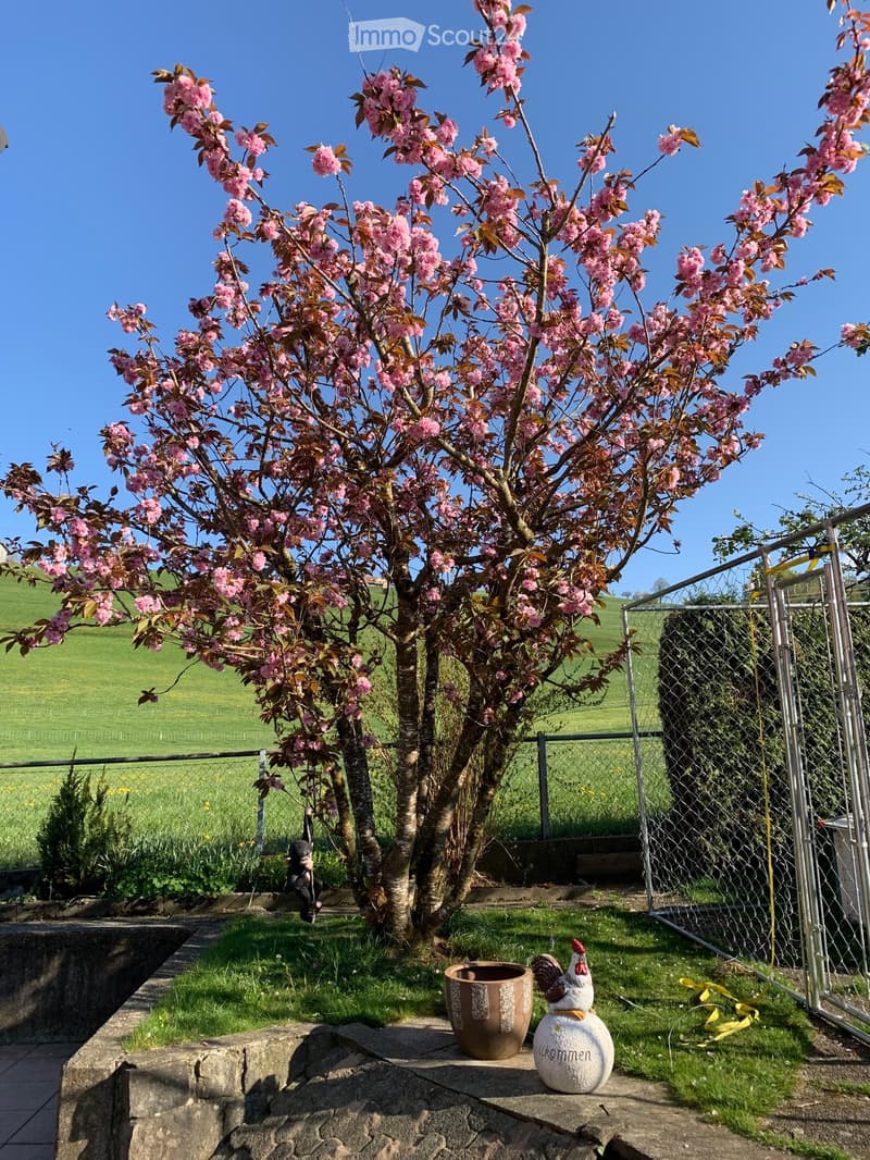 cherry blossom tree, potted plant, rooster figure, grassy area, chain-link fence