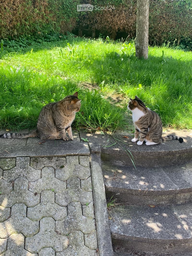 a few cats sitting on a brick edge of the yard, a grassy lawn, a tall trunk in the background, a shrubbery fence