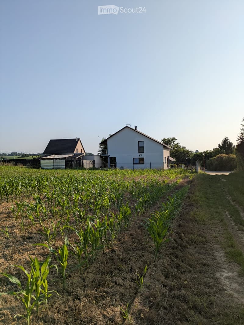 A rural scene with a cornfield in the foreground and two houses in the background, surrounded by greenery and trees.