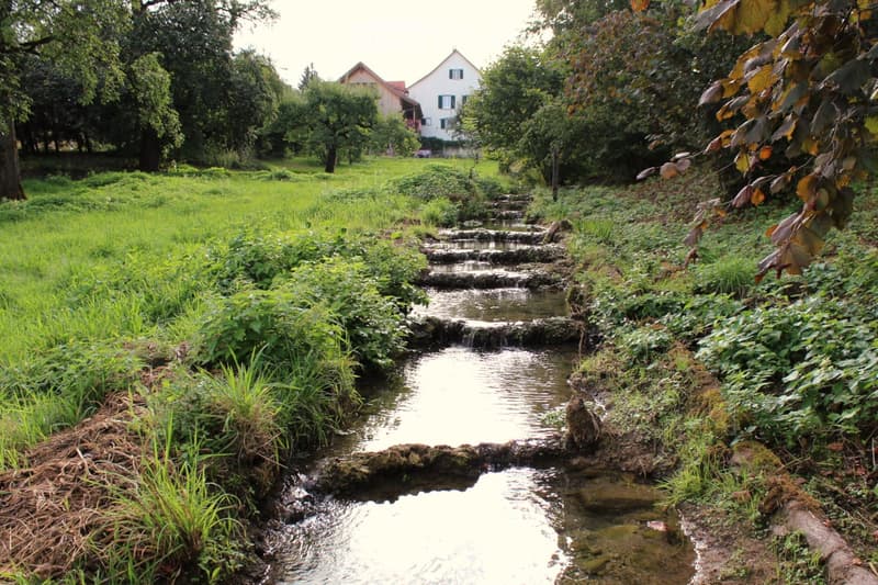 A serene garden area with a small stream flowing through lush greenery, surrounded by trees and a house in the background.