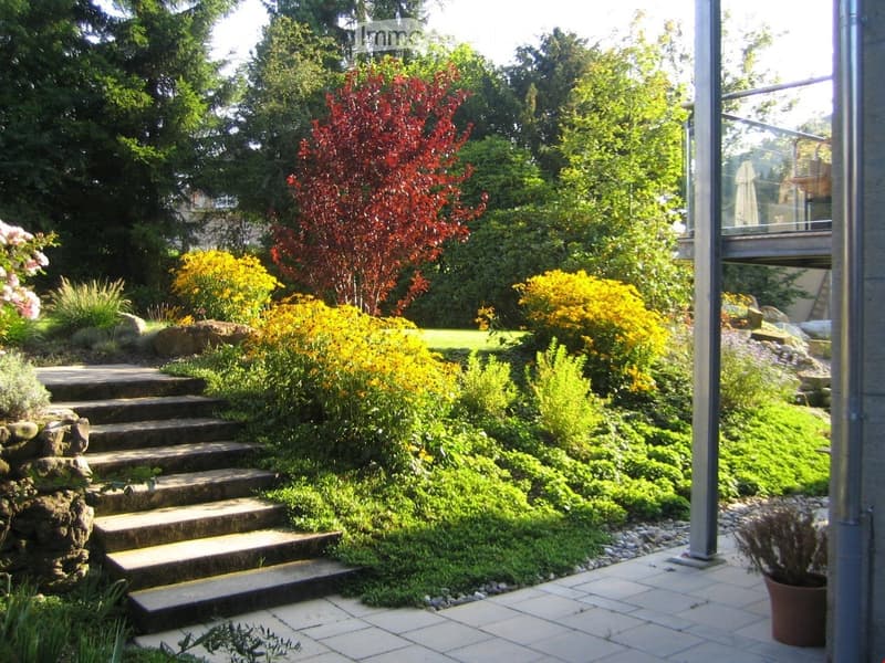 Well-maintained garden with stone steps, various shrubs, and trees, including a prominent red-leaved tree, surrounded by a modern house with a glass balcony.