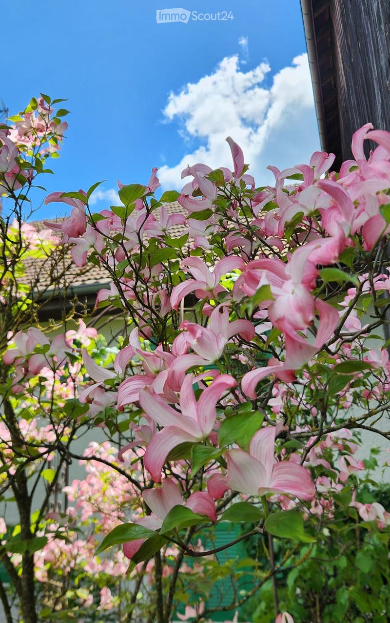 A close-up view of pink flowers with green leaves, likely from a tree or bush, set against a clear blue sky with scattered clouds. The background shows part of a building with a tiled roof.