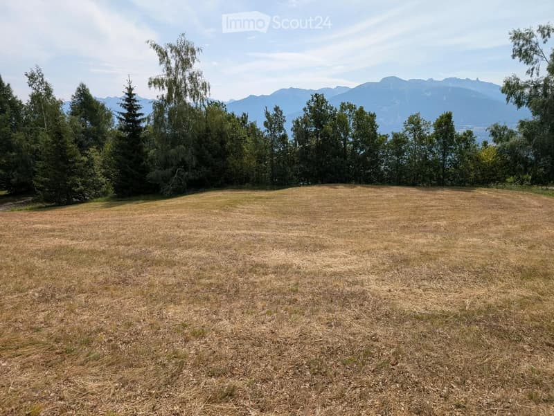 Open grassy field surrounded by trees with mountains in the background.