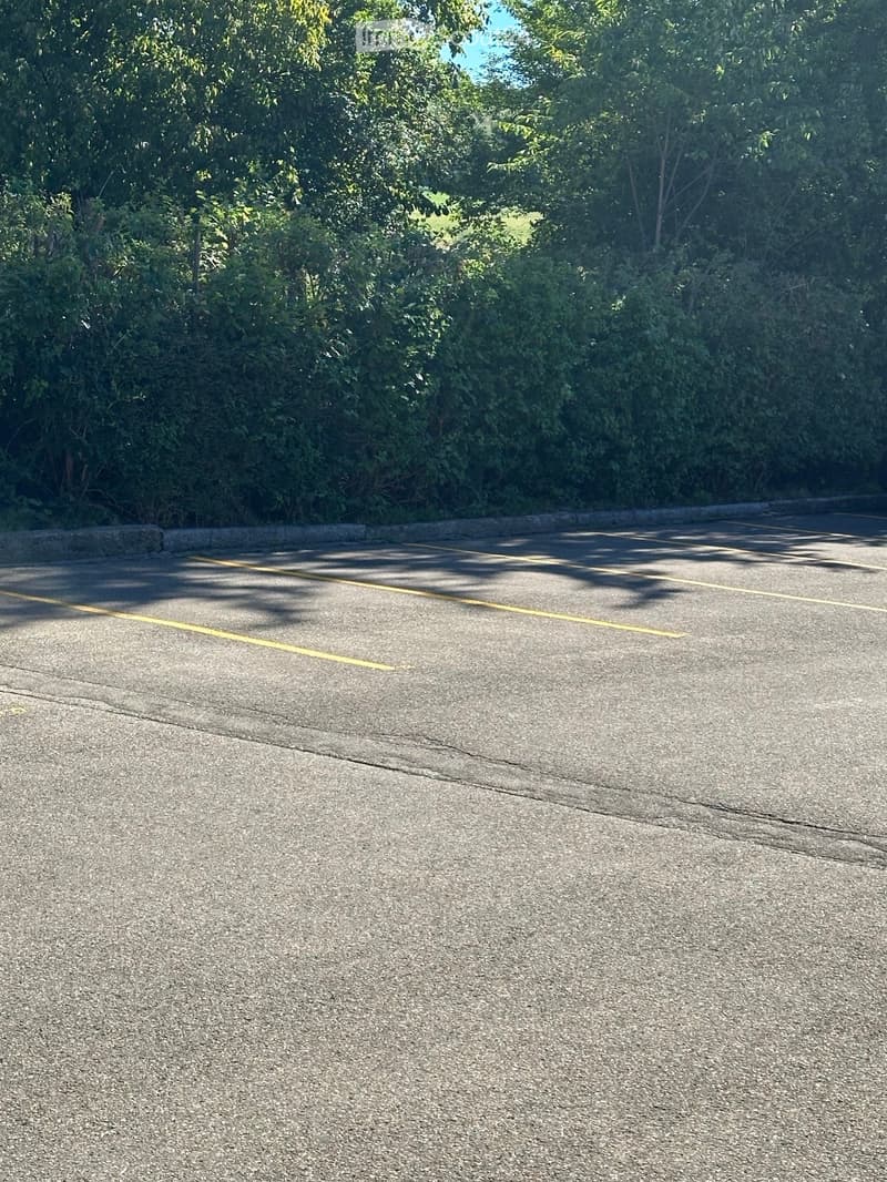 Empty paved parking area with yellow lines, surrounded by dense green foliage and trees.
