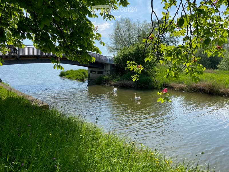 A serene river scene with swans swimming, surrounded by lush greenery and a wooden bridge in the background.