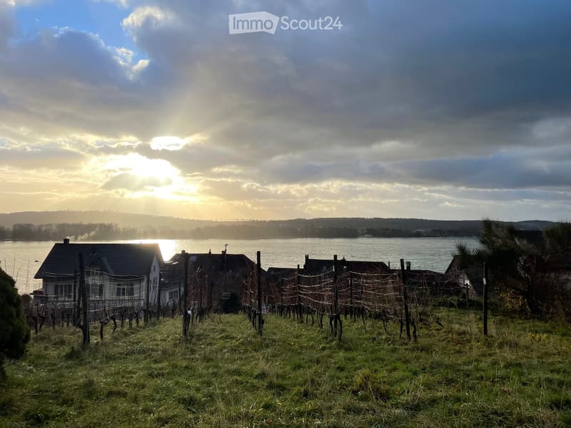 A vineyard with rows of grapevines in front of a lake, with houses and a distant landscape under a partly cloudy sky at sunset.
