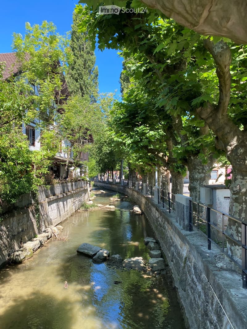 A narrow canal lined with stone walls and trees, with ducks swimming in the water and a few rocks visible in the canal bed.