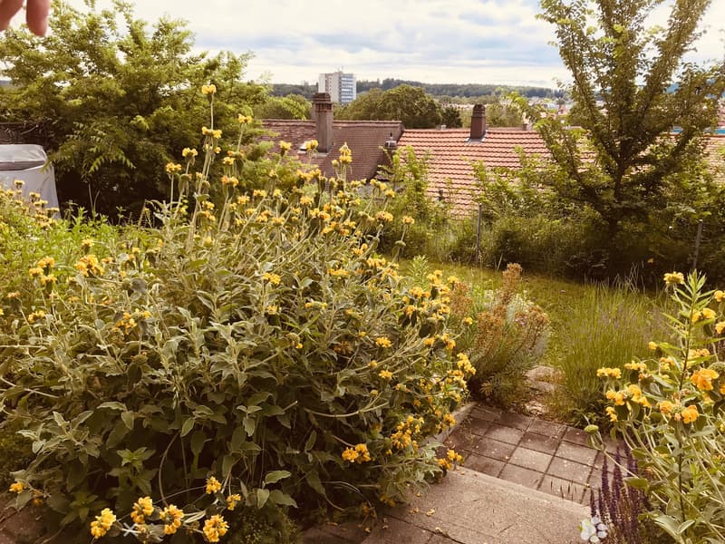 Garden area with yellow flowers, green foliage, and a view of neighboring houses and trees.