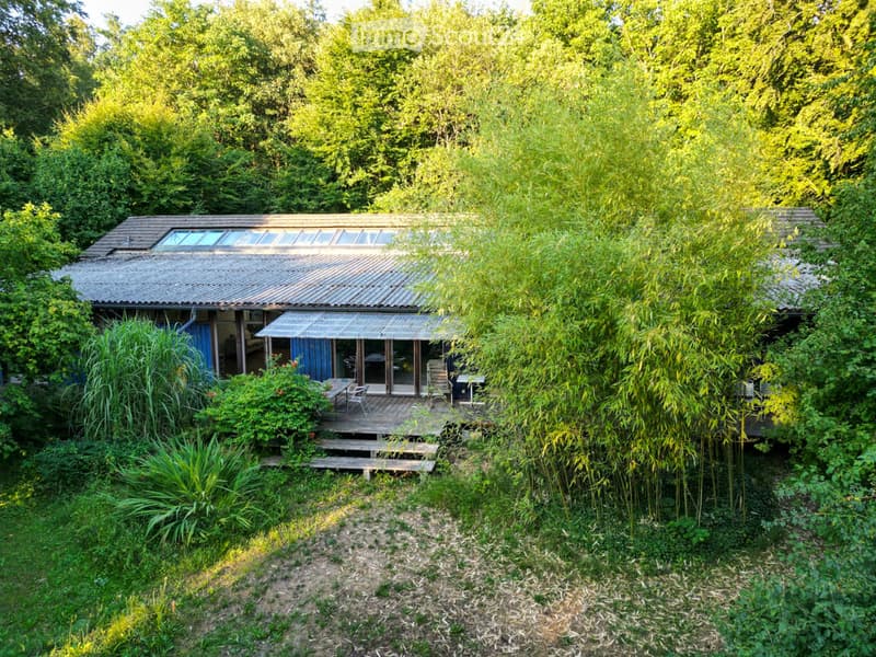 A modern, single-story house with a metal roof and large windows, surrounded by lush greenery and bamboo plants. The house features a covered patio area with outdoor furniture.