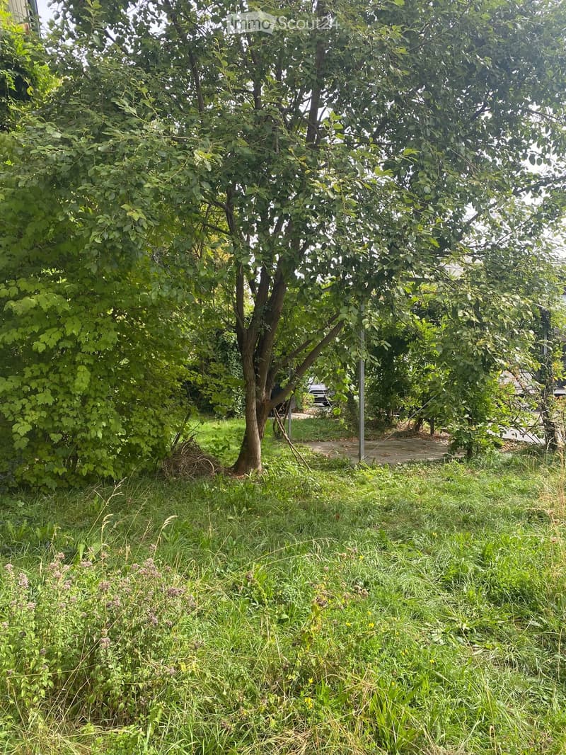 A grassy outdoor area with a large tree, surrounded by smaller plants and shrubs. A paved path runs alongside the tree, with a vehicle partially visible in the background.