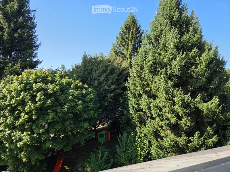 A lush garden area with tall, dense trees and a small playhouse partially hidden among the foliage.