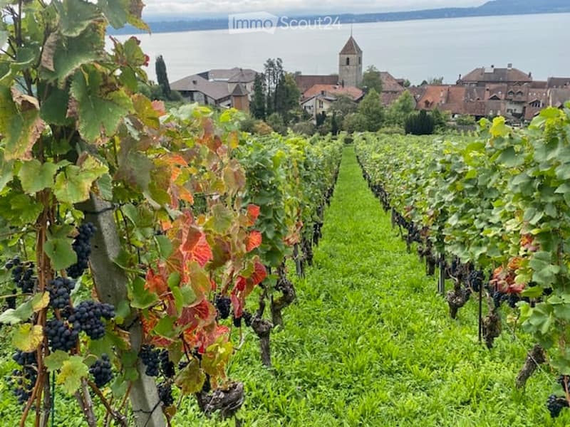 Vineyard rows with lush green grass and grapevines, overlooking a serene lake and distant town with a church tower.
