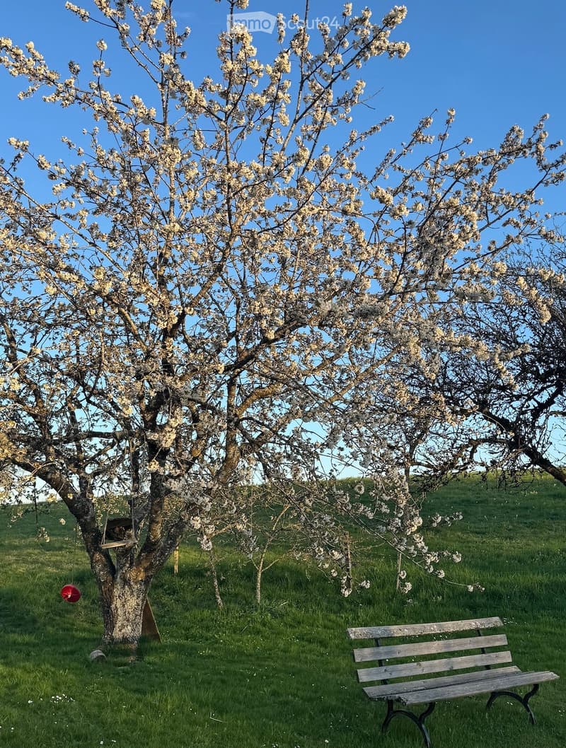 A blooming tree with white flowers stands in a grassy field, accompanied by a wooden bench and a red bird feeder.