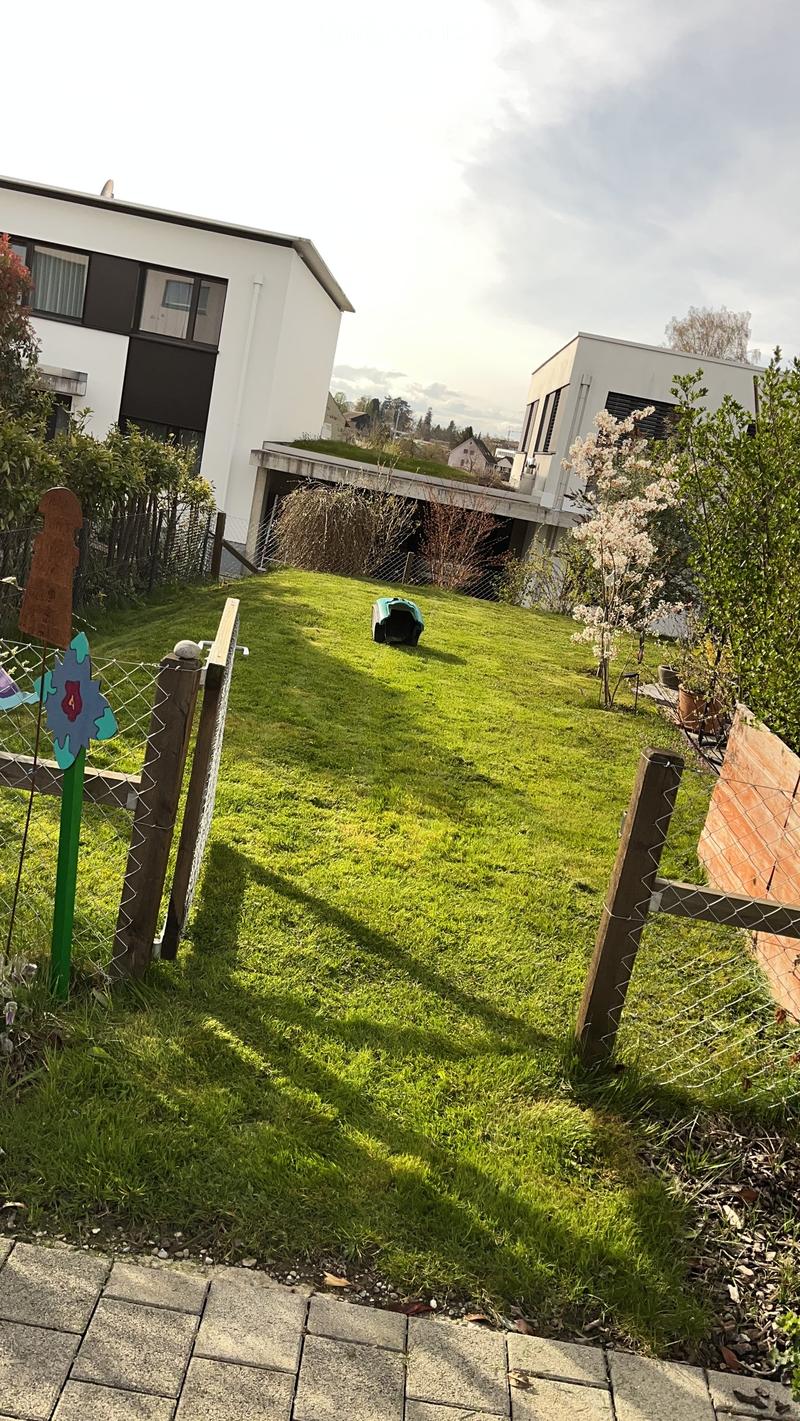 Lush green lawn bordered by a wire fence, with modern white buildings in the background and a small pet house visible on the grass.