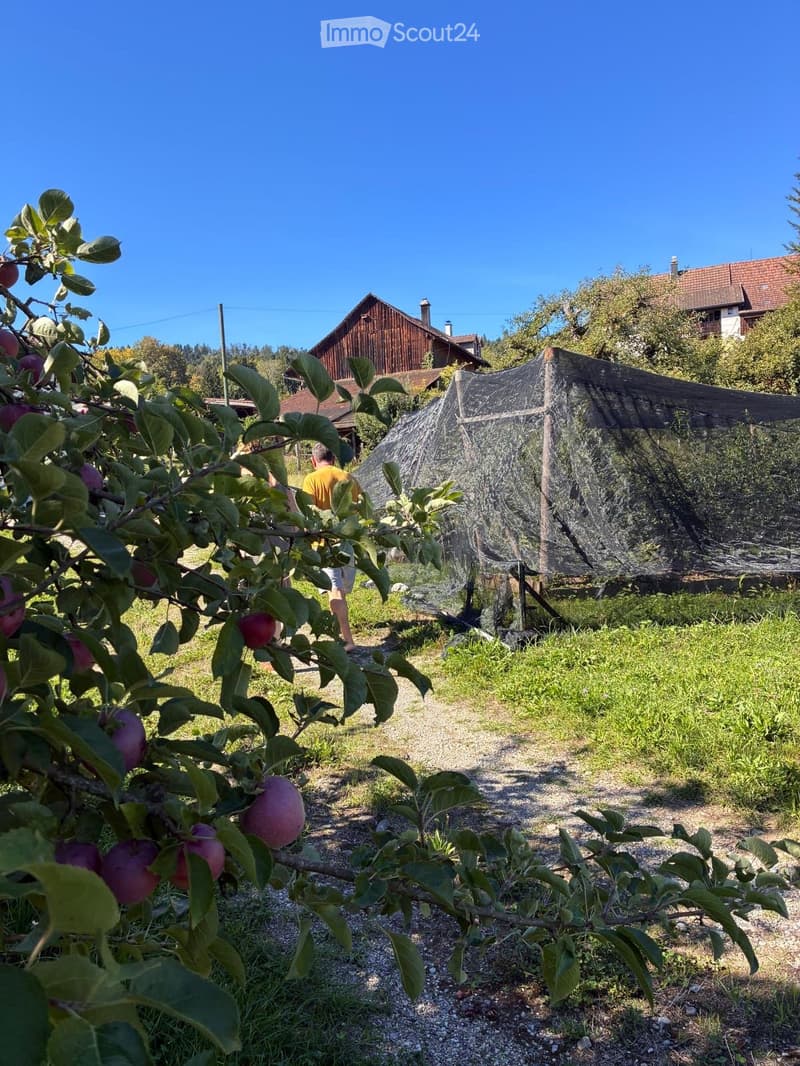 Garden with apple tree bearing fruit, gravel path, wooden shed, and a netted structure in the background.