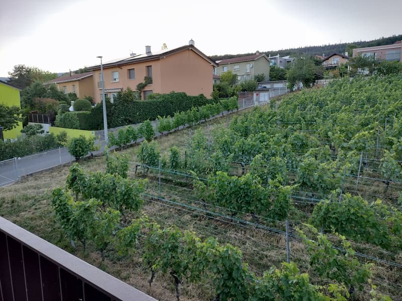 A vineyard with rows of grapevines supported by wires, surrounded by a fence and neighboring houses in the background.