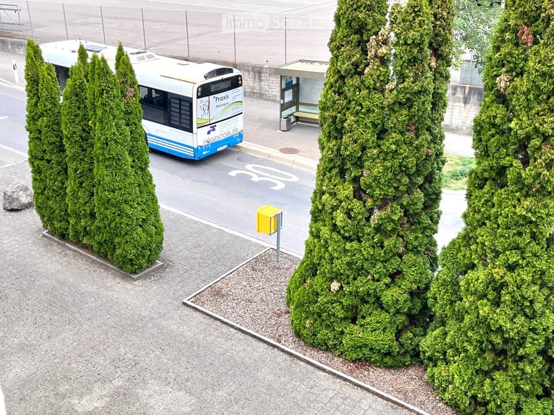 A bus stop area with a white and blue bus, a shelter, and several tall, trimmed evergreen trees lining the sidewalk.