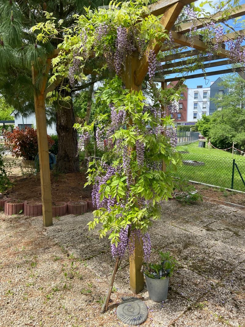 A garden with a wisteria plant growing on a wooden pergola, a potted plant, and a decorative stone.