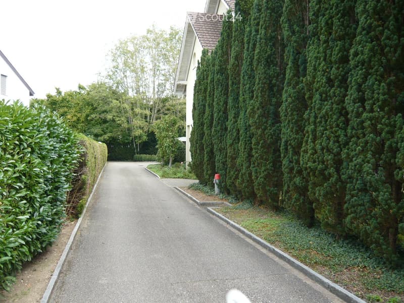 A paved driveway lined with tall, trimmed coniferous trees and shrubs, leading to a house with a visible roof and walls.
