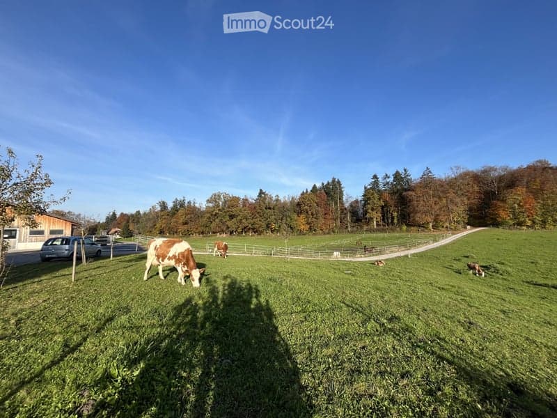 A grassy field with cows grazing, surrounded by trees and a fence, with a barn and parked cars visible in the background.