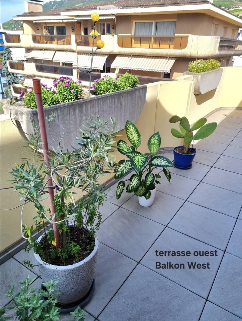 West balcony with tiled floor, several potted plants including olive tree, leafy green plant, and cactus, with a multi-story building in the background.