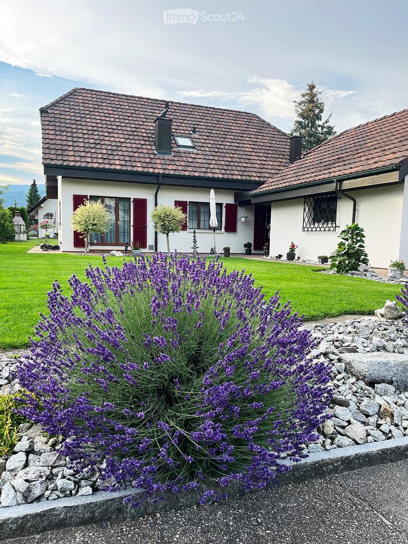 A well-maintained garden with a large lavender bush in the foreground, a neatly trimmed lawn, and a two-story house with red shutters and a tiled roof in the background.