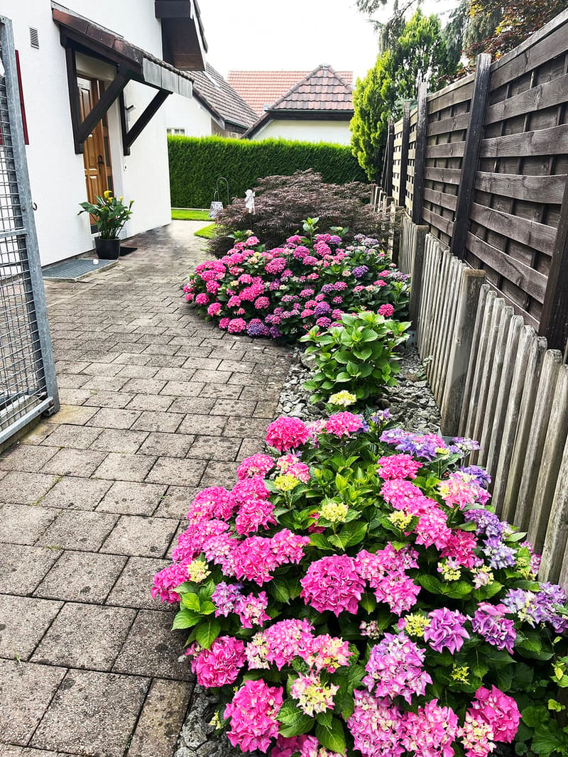 A well-maintained garden area with vibrant pink and purple flowers in full bloom, surrounded by a stone-paved pathway, wooden fences, and a neatly trimmed hedge. A white house with a wooden door and a small potted plant is visible in the background.