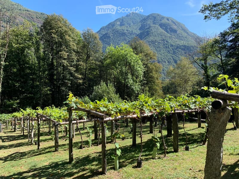 A vineyard with rows of grapevines supported by wooden trellises, surrounded by lush green trees and a scenic mountain backdrop.