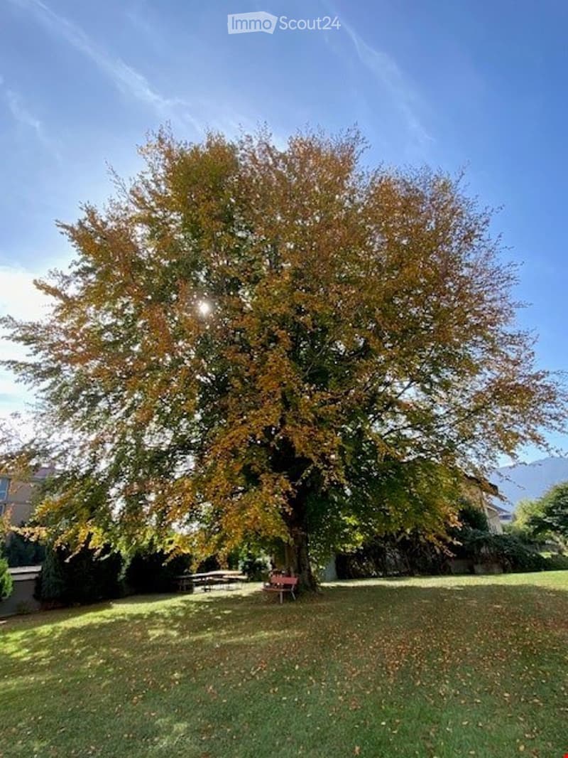 A large, mature tree with autumn-colored leaves stands in a grassy area, surrounded by a few benches and a clear blue sky.