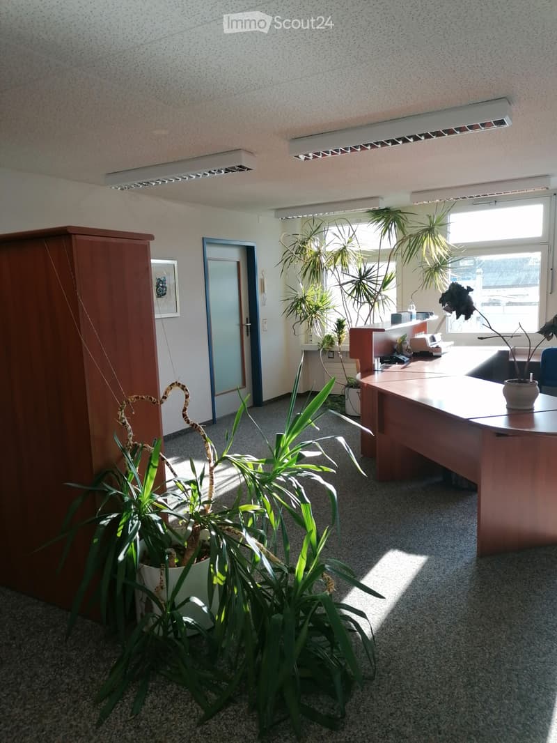Office space with a large wooden desk, chair, potted plants, and a framed picture on the wall. Natural light streams in from large windows.