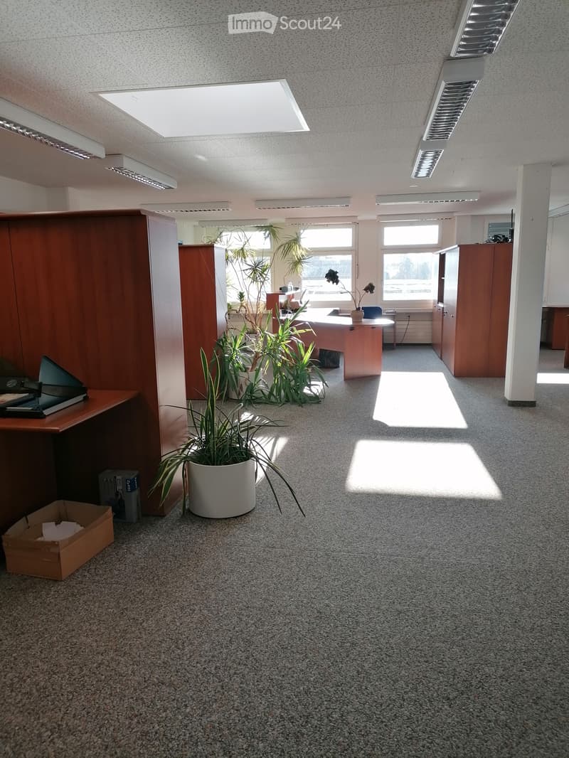 Office space with carpeted floor, large windows, desks, chairs, potted plants, and cabinets.
