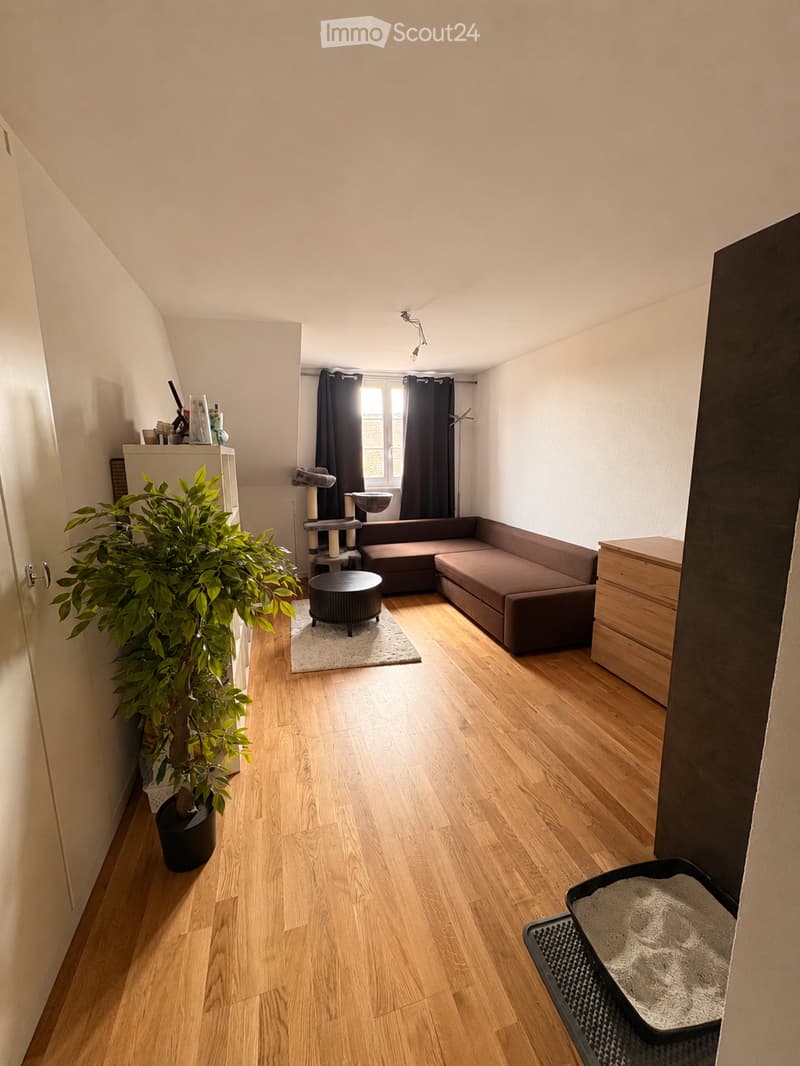 A cozy living room with wooden flooring, a brown sectional sofa, a round coffee table, a cat tree, a potted plant, and a cat litter box. The room features large windows with dark curtains and a small shelf with various items.