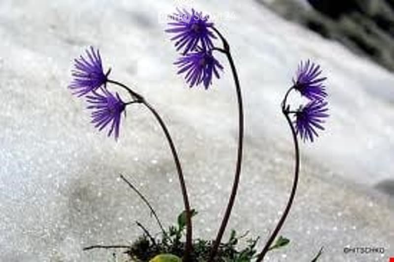 A close-up of purple alpine flowers with delicate petals and thin stems, growing on a snowy surface.