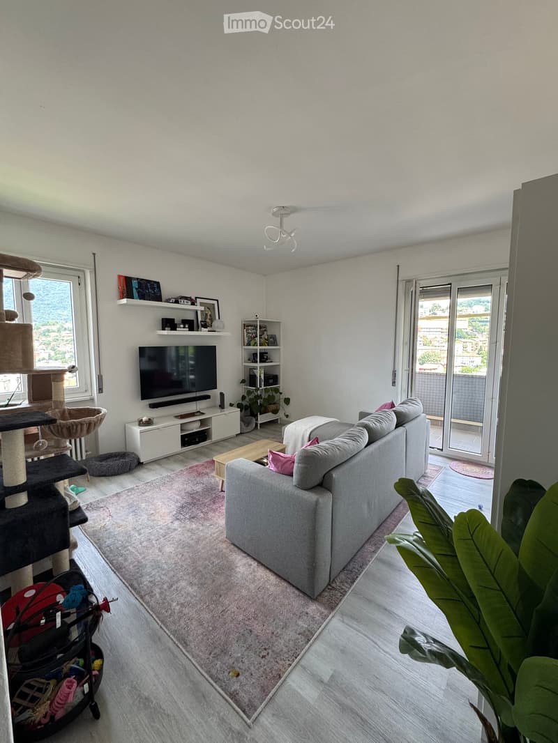 Modern living room with a grey sofa, coffee table, cat tree, TV stand, shelves, and a large plant near the sliding glass door.