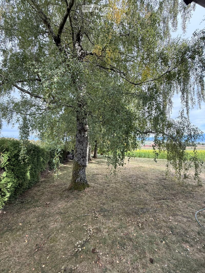 A grassy area with a large tree in the center, surrounded by bushes and a distant field.