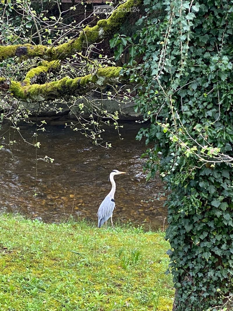 A heron stands in shallow water near a moss-covered wall and ivy-covered structure, surrounded by greenery and a small stream.