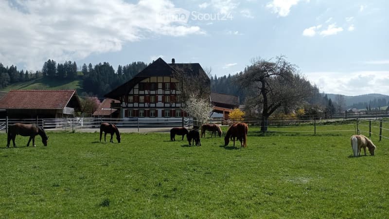 A grassy field with several horses grazing, surrounded by a wooden fence, with traditional houses and trees in the background.