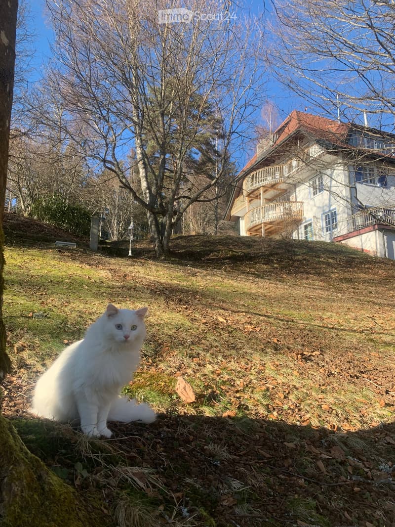 A white cat sits on a grassy slope in front of a two-story house with a balcony and a red-tiled roof, surrounded by trees and a clear blue sky.