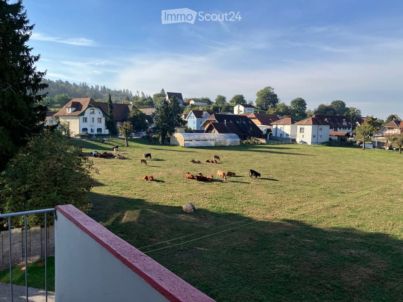 A wide, grassy field with cows grazing, surrounded by trees and houses in the background.
