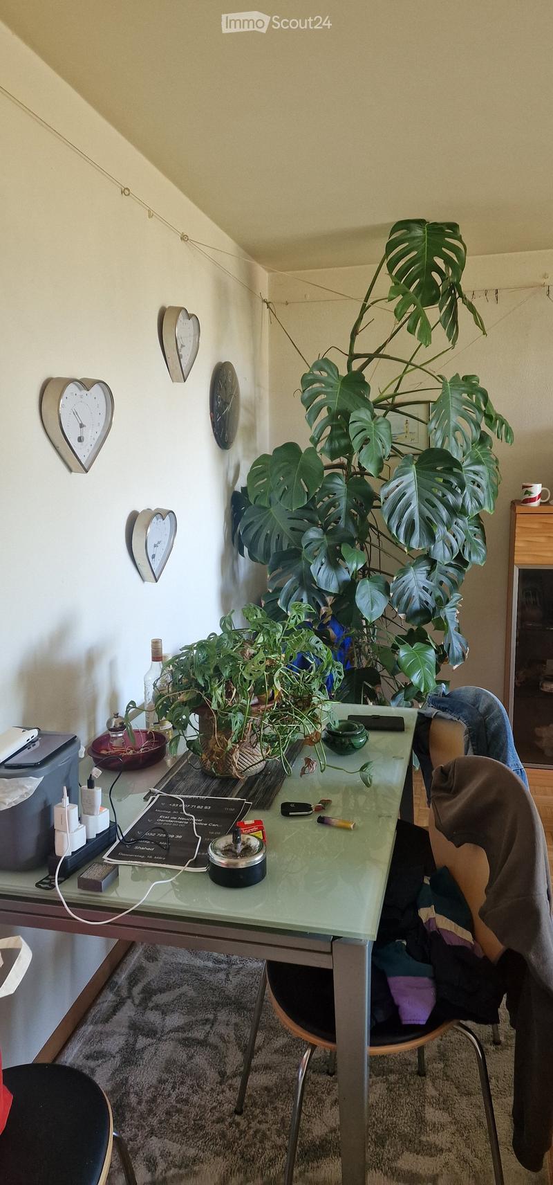 A cozy, well-lit room with a large green plant, a glass table, a chair, and several decorative items including clocks and a cup on a shelf.