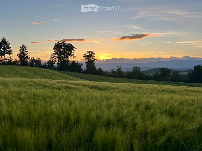 A serene landscape featuring a field of tall, green wheat with scattered trees and a distant view of mountains at sunset.