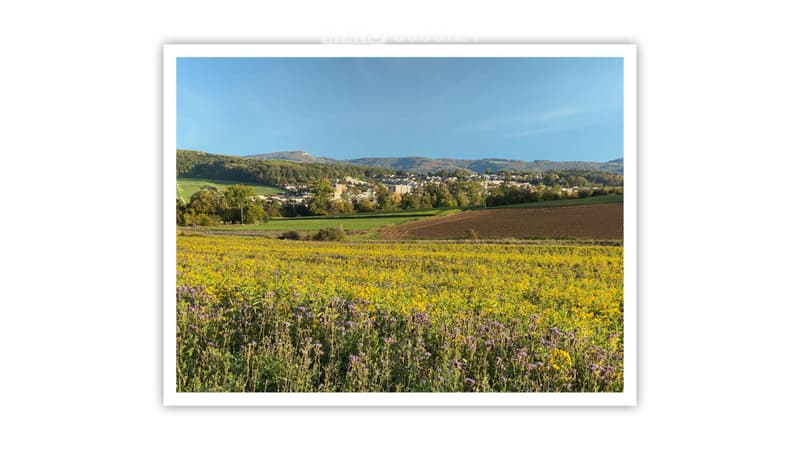 wide open field with flowers, small bushes, town in the distance under clear blue sky
