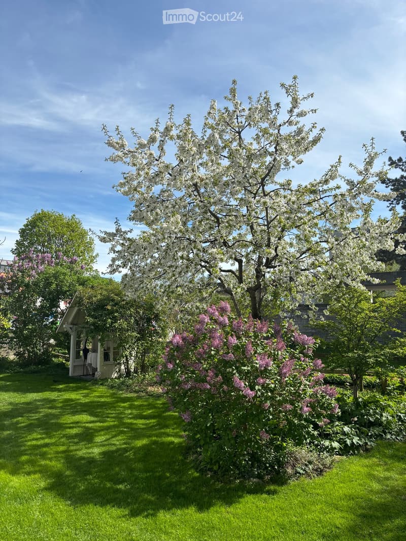 A well-maintained garden with a large blooming tree, lush green grass, and various flowering shrubs, including lilacs, under a clear blue sky.