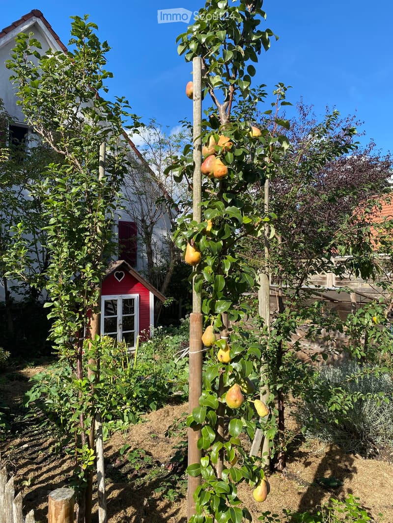 Garden with fruit trees, including pear and apple trees, a small red shed, and a heart-shaped window on the shed.