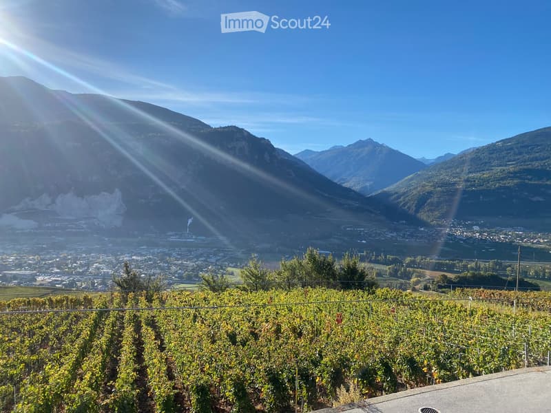 Panoramic view of a vineyard with rows of grapevines, surrounded by mountains and a town below.