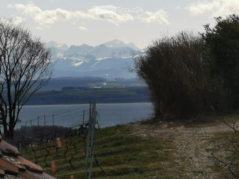 A view of a lake with a vineyard and mountains in the background.