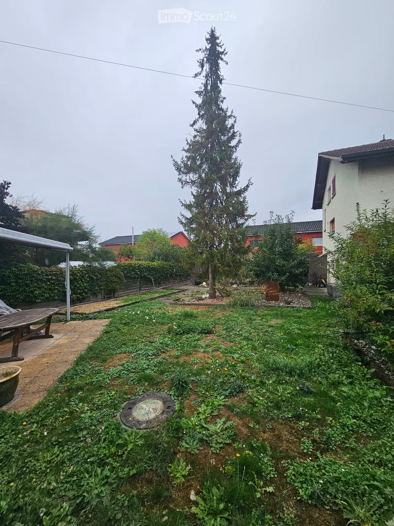 Garden with a tall tree, wooden bench, and various plants and shrubs.