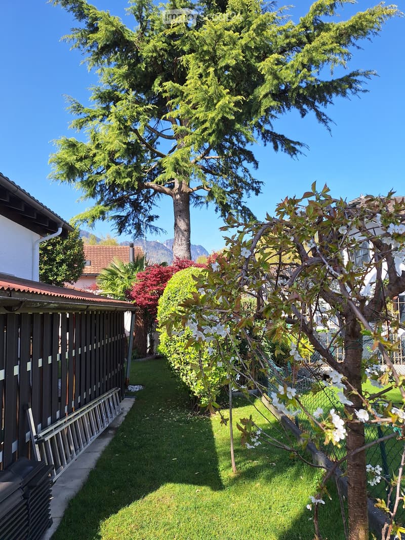 Garden with grass, trees, and a wooden fence, featuring a clear blue sky and distant mountains.