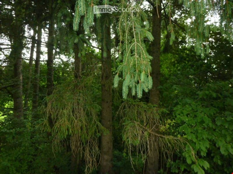 A lush, green forest area with tall coniferous trees and dense foliage, creating a serene natural environment.